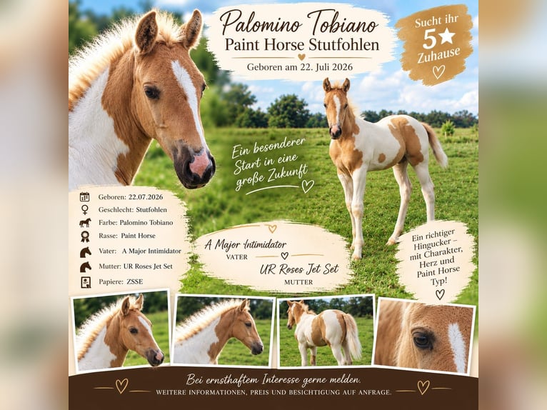 American Paint Horse Merrie Veulen (07/2026) 155 cm Tobiano-alle-kleuren in Saterland