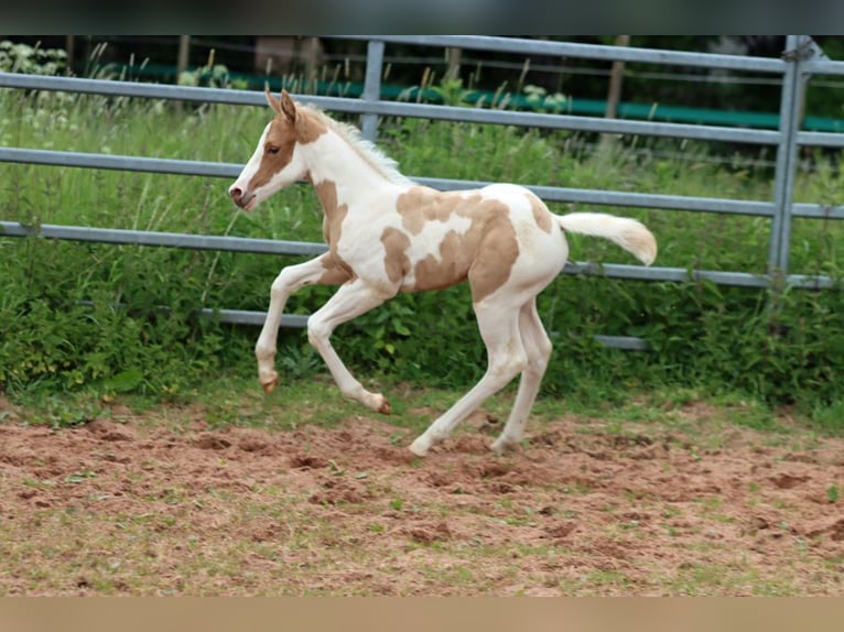 American Paint Horse Merrie Veulen (05/2025) 155 cm Tobiano-alle-kleuren in Hellenthal