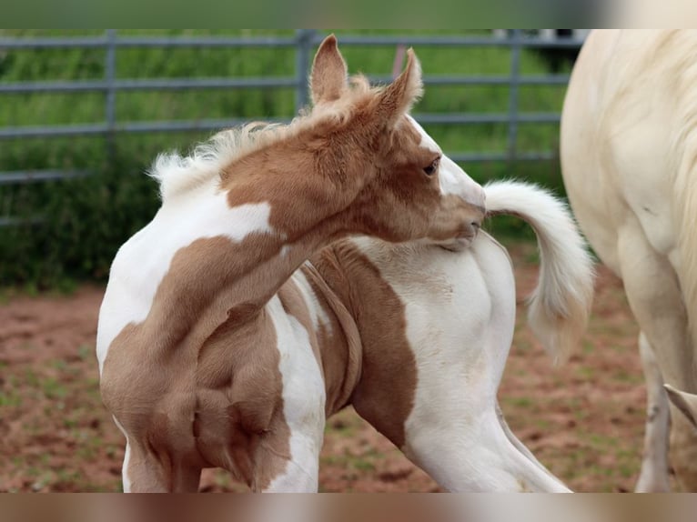 American Paint Horse Merrie Veulen (05/2025) 155 cm Tobiano-alle-kleuren in Hellenthal
