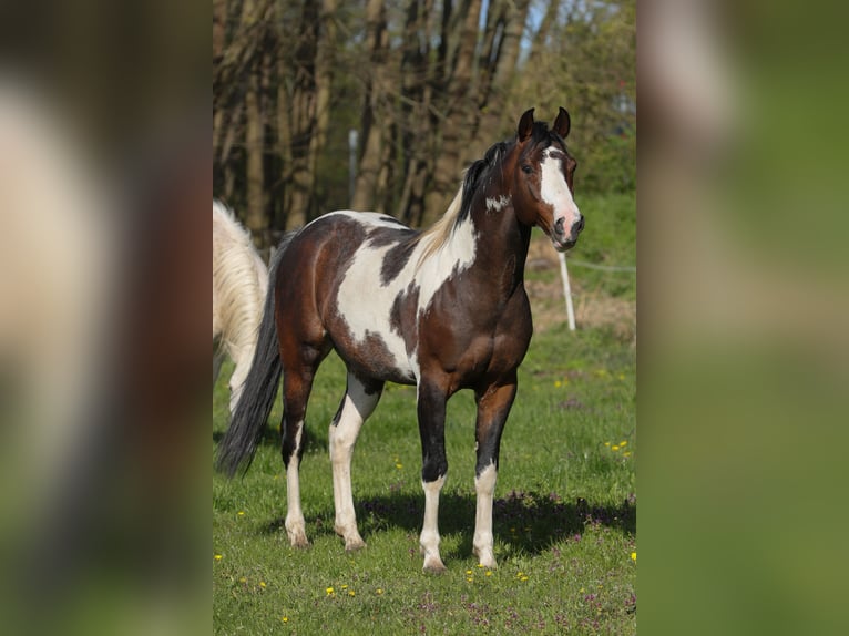 American Paint Horse Mix Merrie Veulen (04/2026) 156 cm Tobiano-alle-kleuren in Dargen