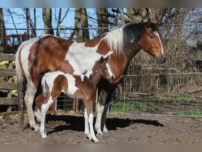 American Paint Horse Mix Merrie Veulen (04/2026) 156 cm Tobiano-alle-kleuren in Dargen