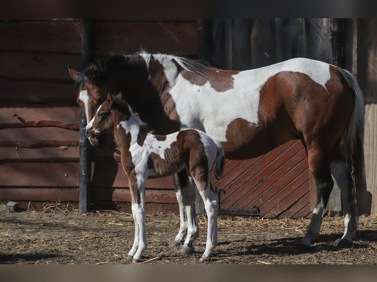 American Paint Horse Mix Merrie Veulen (04/2026) 156 cm Tobiano-alle-kleuren in Dargen