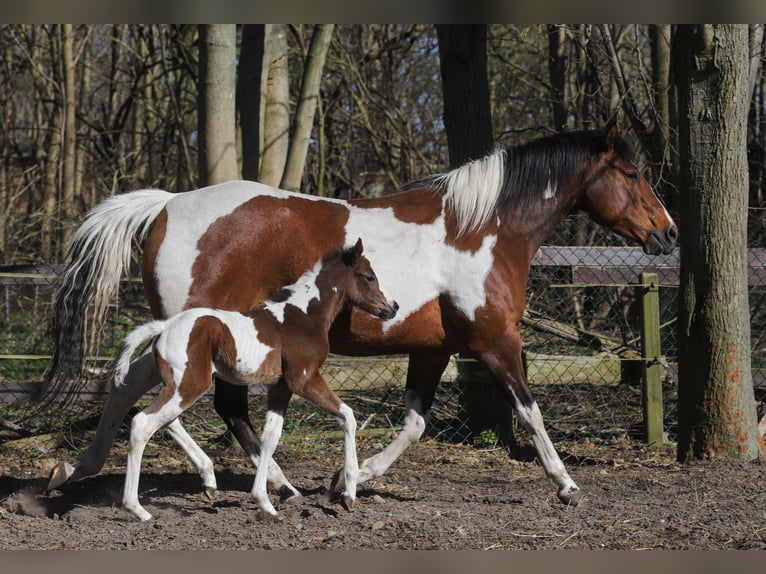 American Paint Horse Mix Merrie Veulen (04/2026) 156 cm Tobiano-alle-kleuren in Dargen