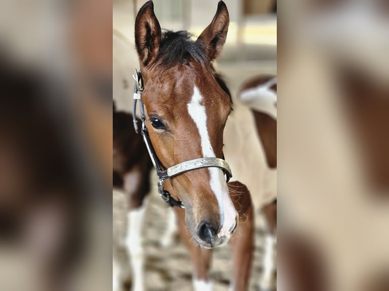 American Paint Horse Merrie Veulen (03/2026) 157 cm Tobiano-alle-kleuren in Markdorf