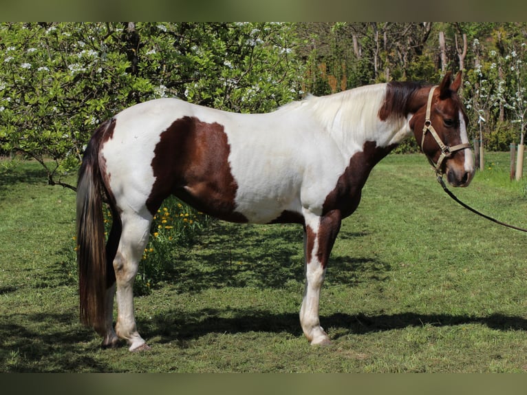 American Paint Horse Merrie Veulen (03/2026) 157 cm Tobiano-alle-kleuren in Markdorf