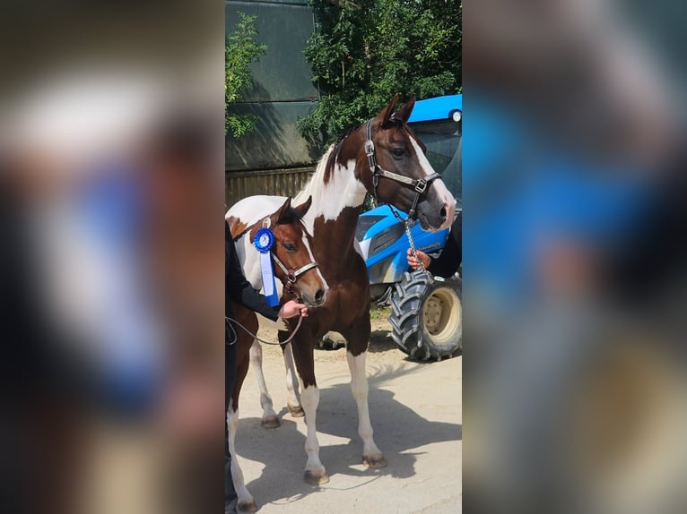 American Paint Horse Merrie Veulen (03/2026) 157 cm Tobiano-alle-kleuren in Markdorf