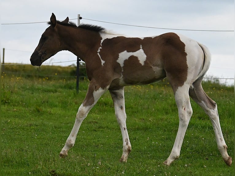 American Paint Horse Merrie Veulen (04/2026) 158 cm Zwart in Weichselbaum
