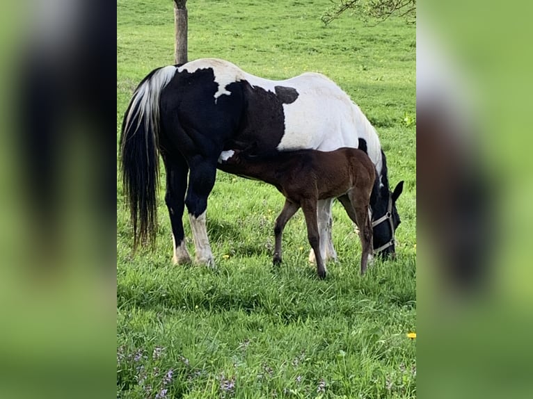 American Paint Horse Merrie Veulen (04/2025) 160 cm Donkerbruin in Rohrdorf