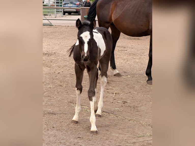 American Paint Horse Merrie Veulen (05/2026) 165 cm Tobiano-alle-kleuren in Unterspreewald OT Neu Lübbenau