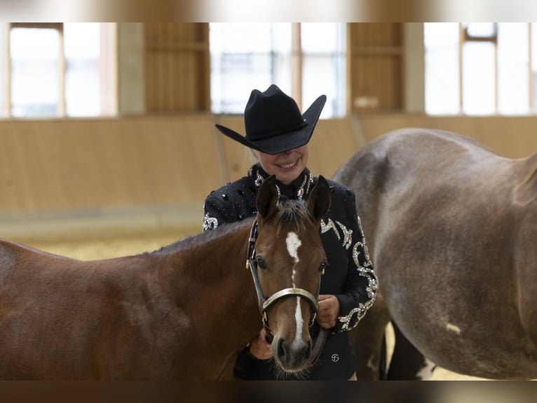 American Paint Horse Merrie Veulen (05/2026) Bruin in Egmating