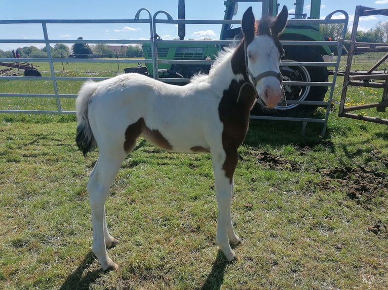 American Paint Horse Merrie Veulen (04/2026) Bruin in Silberstedt