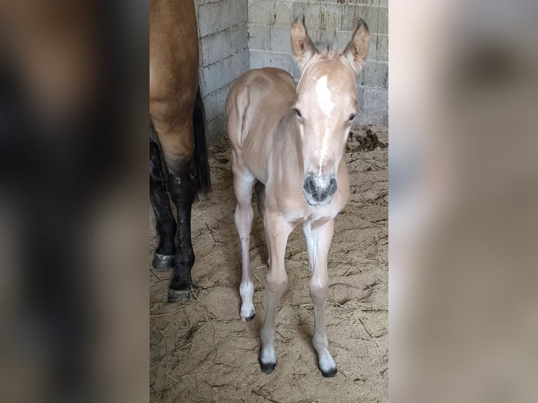 American Paint Horse Merrie Veulen (05/2026) Buckskin in Mala Mlaka