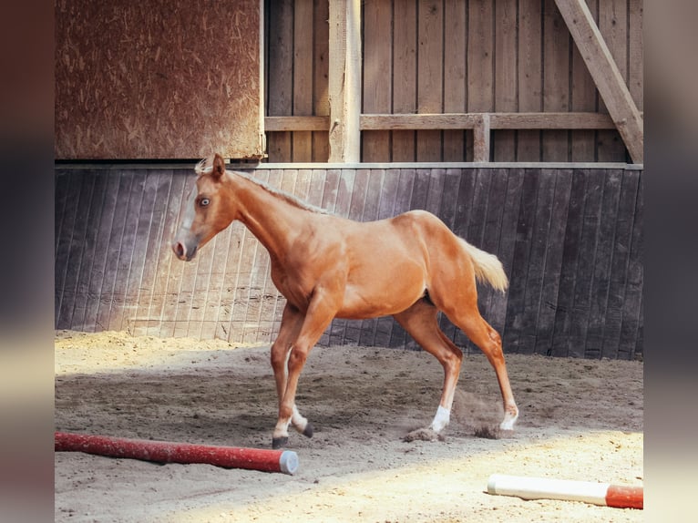 American Paint Horse Merrie Veulen (03/2025) Palomino in Haldenwang