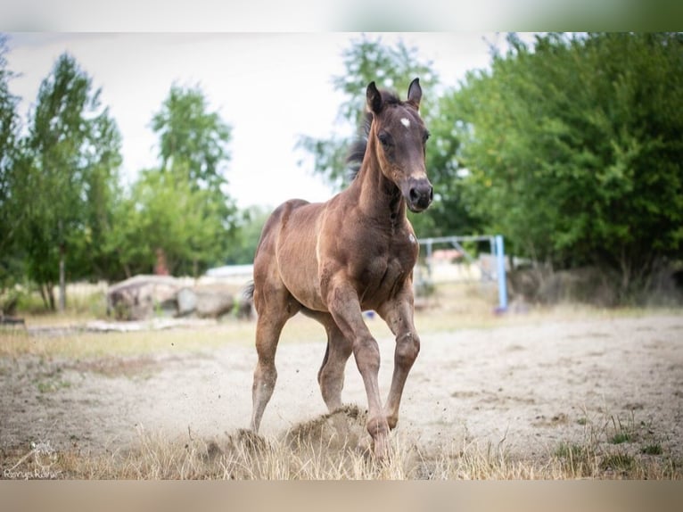 American Paint Horse Merrie Veulen (05/2025) in Danstedt
