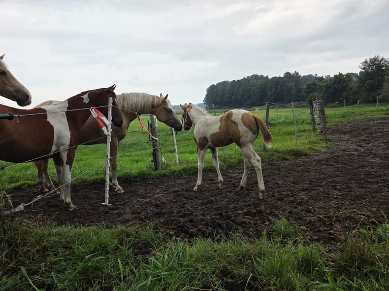American Paint Horse Merrie Veulen (06/2026) Red Dun in Ahlerstedt