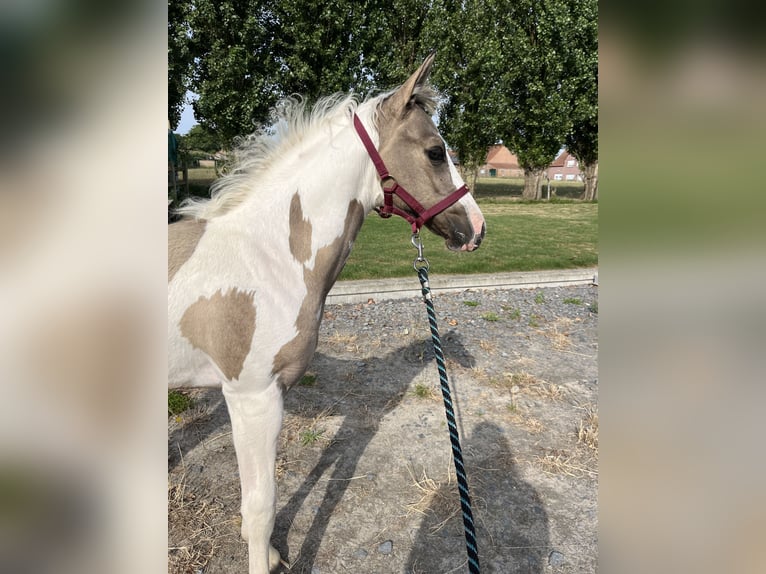 American Paint Horse Merrie Veulen (04/2026) Tobiano-alle-kleuren in Wervik