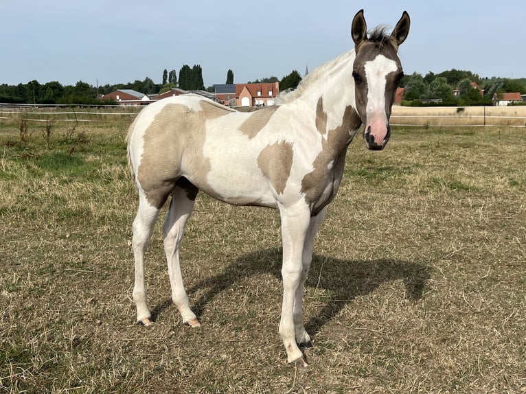 American Paint Horse Merrie Veulen (04/2026) Tobiano-alle-kleuren in Wervik