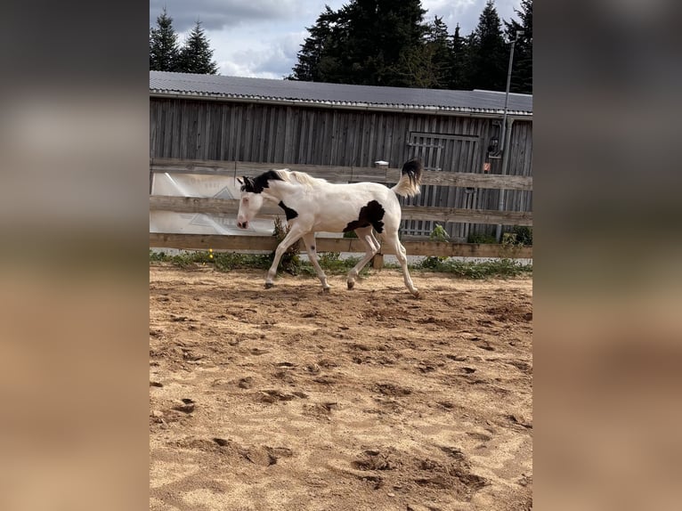American Paint Horse Merrie Veulen (03/2026)  in Elterlein
