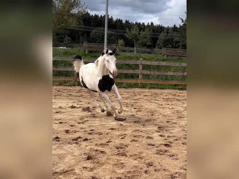 American Paint Horse Merrie Veulen (03/2026)  in Elterlein