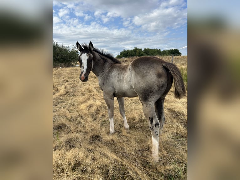 American Paint Horse Merrie Veulen (06/2025) Zwart in Soucieu en Jarrest