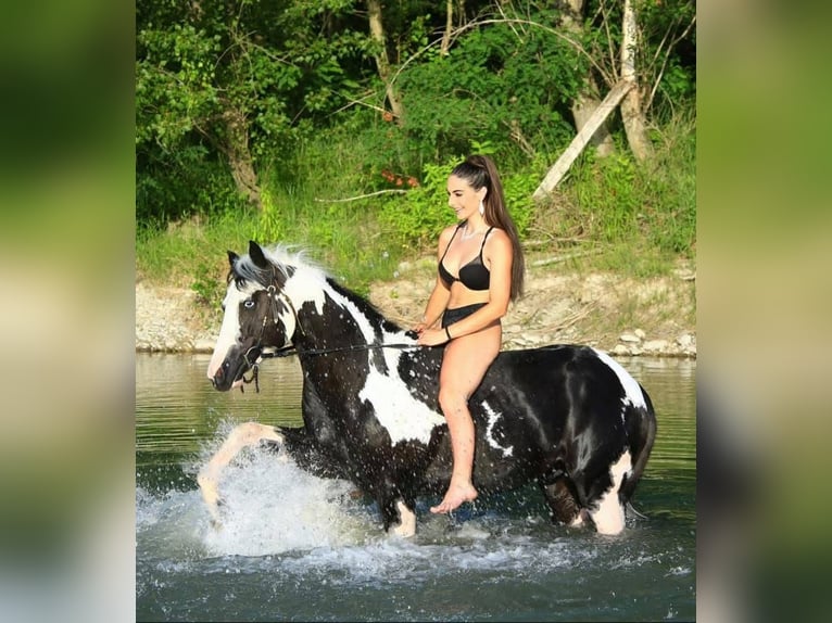 American Paint Horse Ogier 10 lat 153 cm Srokata in Boccaleone