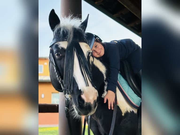 American Paint Horse Ogier 10 lat 153 cm Srokata in Boccaleone