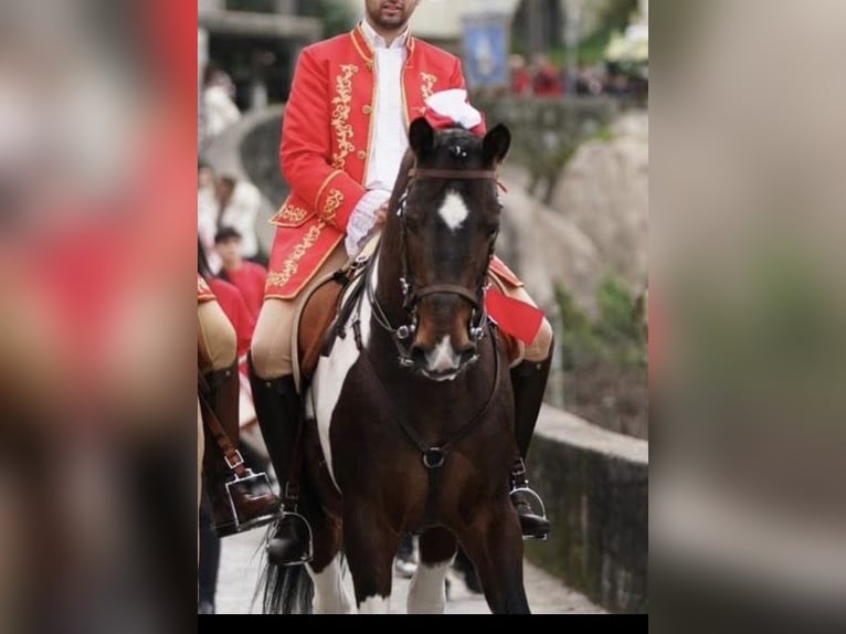 American Paint Horse Mix Ogier 11 lat 160 cm Tarantowata in Braga