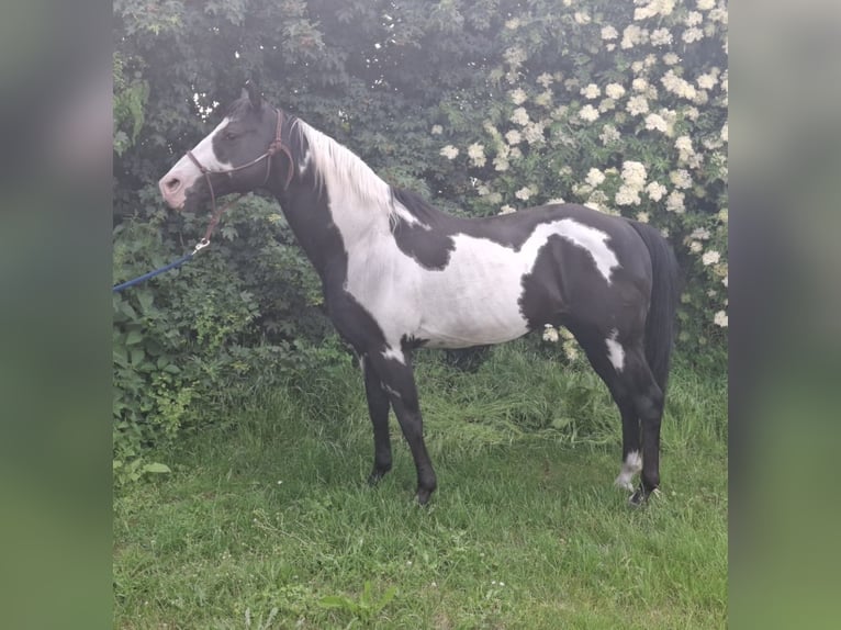 American Paint Horse Ogier 15 lat 150 cm Overo wszelkich maści in Ribbeck