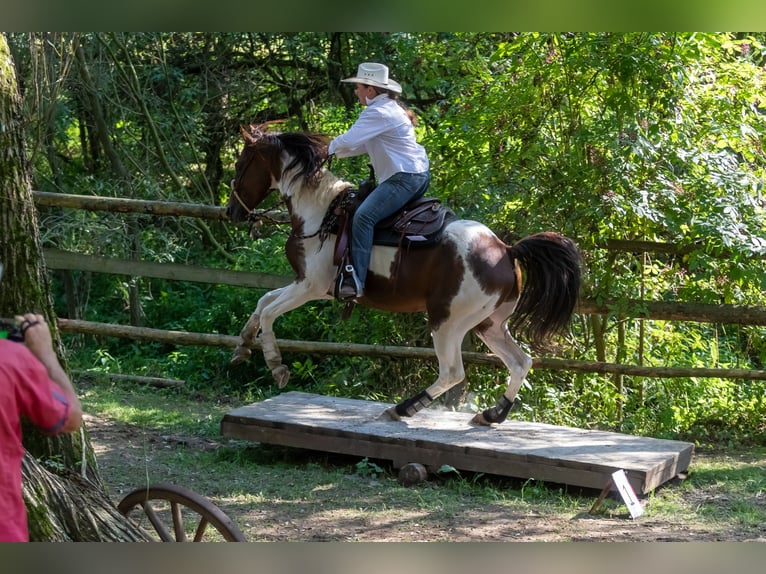 American Paint Horse Ogier 15 lat 153 cm Kasztanowata in Příbram