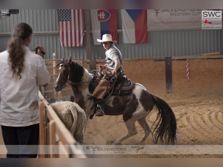 American Paint Horse Ogier 15 lat 153 cm Kasztanowata in Příbram
