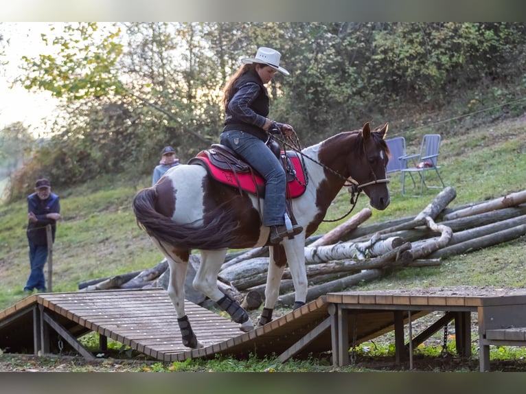 American Paint Horse Ogier 15 lat 153 cm Kasztanowata in Příbram