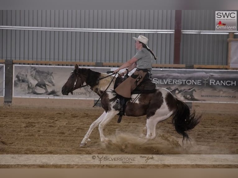 American Paint Horse Ogier 15 lat 153 cm Kasztanowata in Příbram