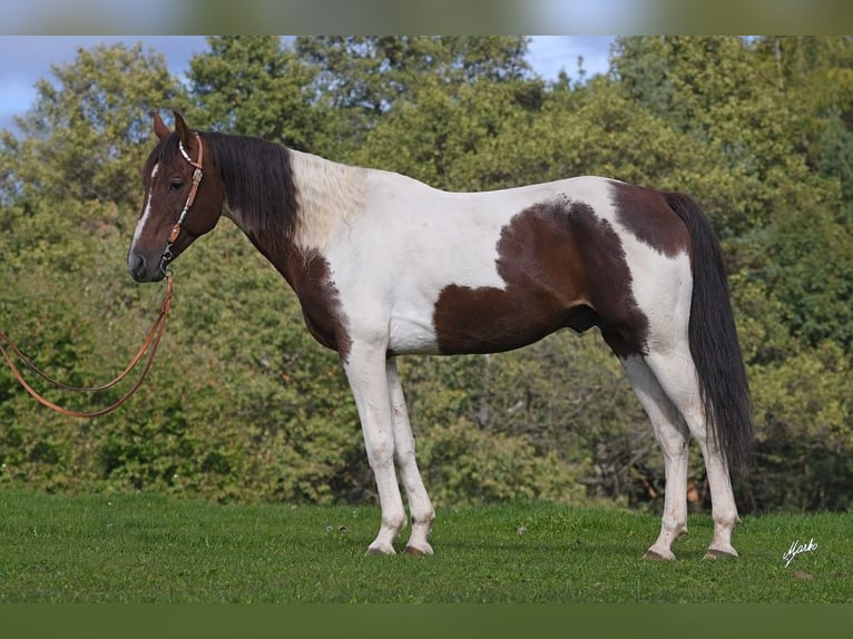 American Paint Horse Ogier 15 lat 153 cm Kasztanowata in Příbram