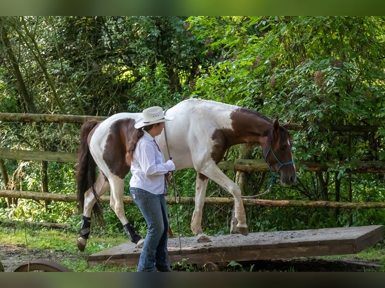 American Paint Horse Ogier 15 lat 153 cm Kasztanowata in Příbram