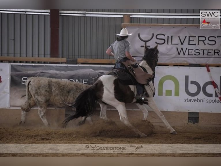 American Paint Horse Ogier 15 lat 153 cm Kasztanowata in Příbram