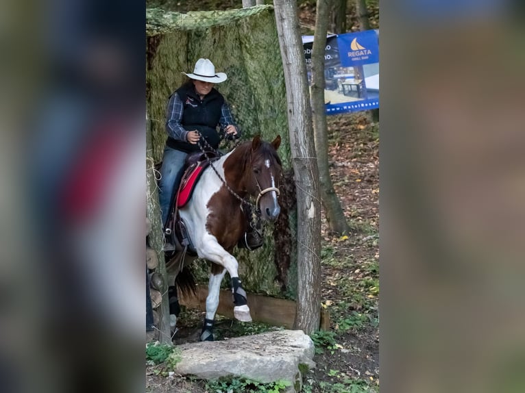 American Paint Horse Ogier 15 lat 153 cm Kasztanowata in Příbram