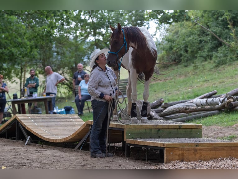 American Paint Horse Ogier 15 lat 153 cm Kasztanowata in Příbram