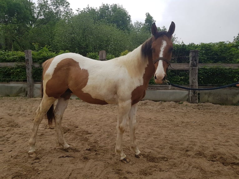 American Paint Horse Ogier 1 Rok 141 cm Tobiano wszelkich maści in Abaltzisketa