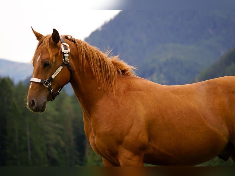American Paint Horse Ogier 1 Rok 145 cm Cisawa in Liptovský Mikuláš