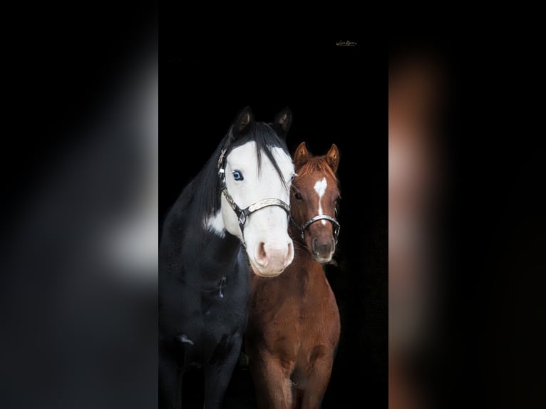 American Paint Horse Ogier 1 Rok 145 cm Cisawa in Liptovský Mikuláš