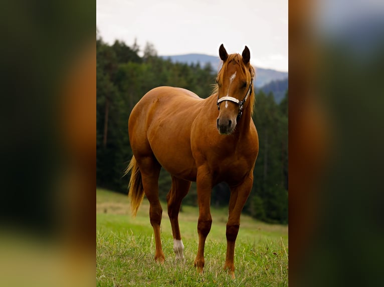 American Paint Horse Ogier 1 Rok 145 cm Cisawa in Liptovský Mikuláš