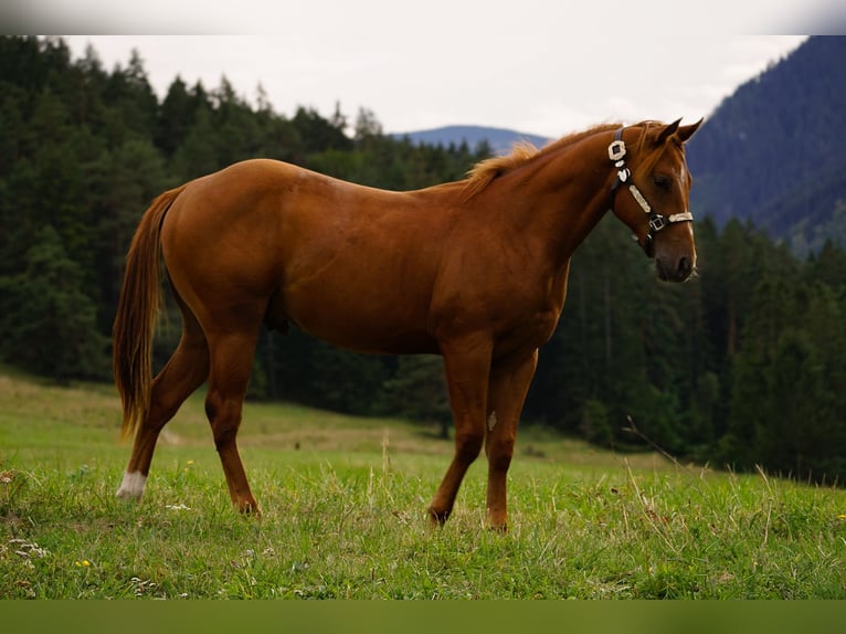 American Paint Horse Ogier 1 Rok 145 cm Cisawa in Liptovský Mikuláš