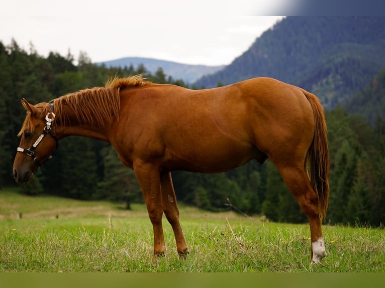 American Paint Horse Ogier 1 Rok 145 cm Cisawa in Liptovský Mikuláš