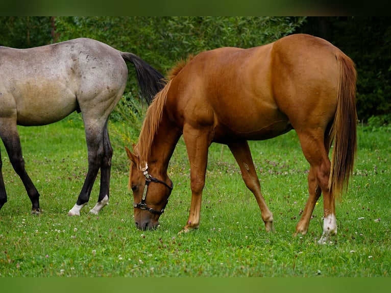 American Paint Horse Ogier 1 Rok 145 cm Cisawa in Liptovský Mikuláš