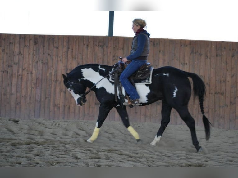 American Paint Horse Ogier 1 Rok 145 cm Cisawa in Liptovský Mikuláš