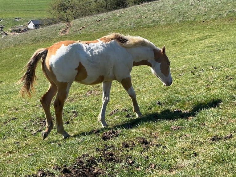 American Paint Horse Ogier 1 Rok 145 cm Szampańska in Vaux sur sure