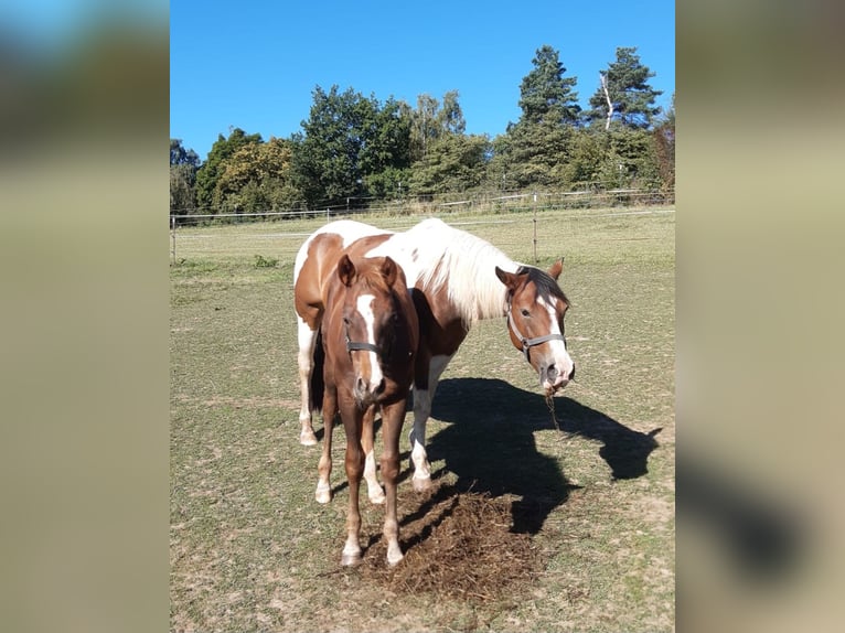 American Paint Horse Ogier 1 Rok 148 cm Kasztanowata in Erbendorf