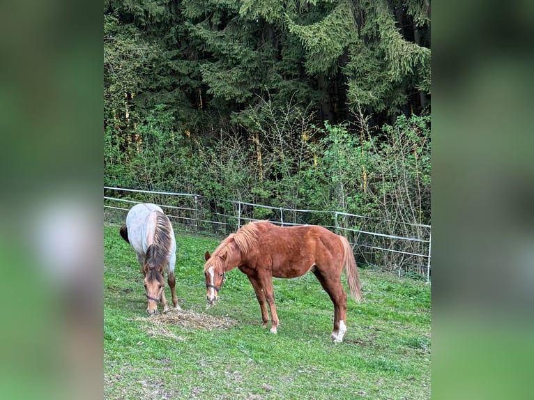 American Paint Horse Ogier 1 Rok 148 cm Kasztanowata in Erbendorf