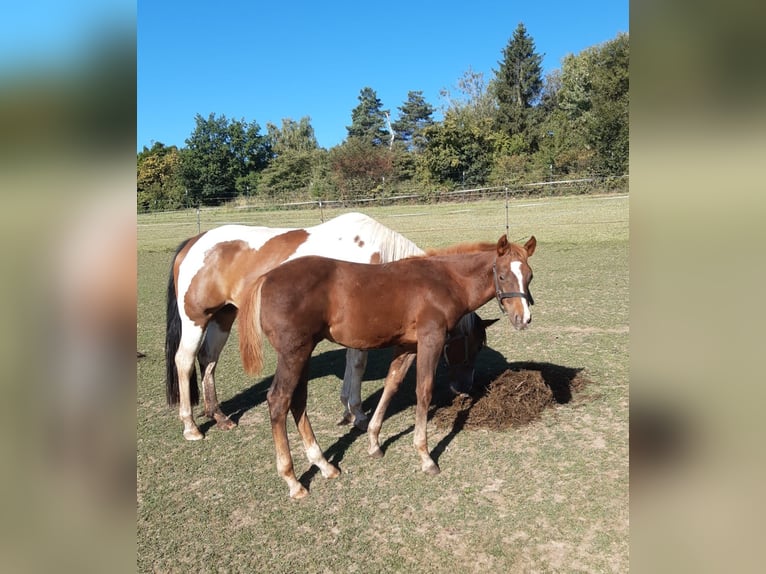 American Paint Horse Ogier 1 Rok 148 cm Kasztanowata in Erbendorf