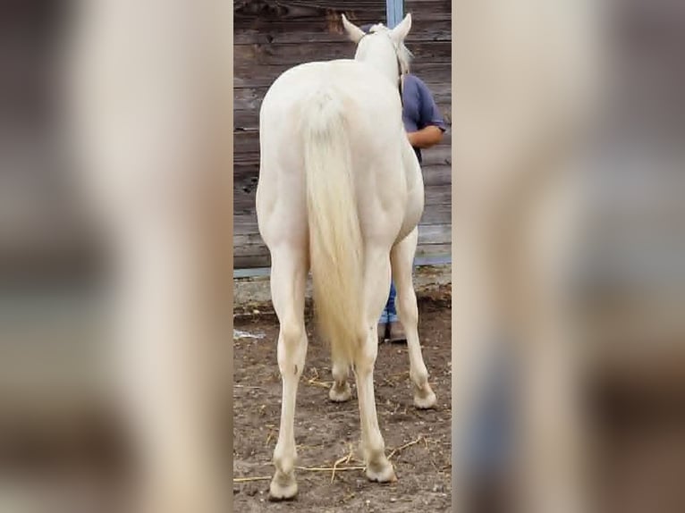 American Paint Horse Ogier 1 Rok 150 cm Cremello in yzeure